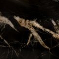 Image of African Fusion